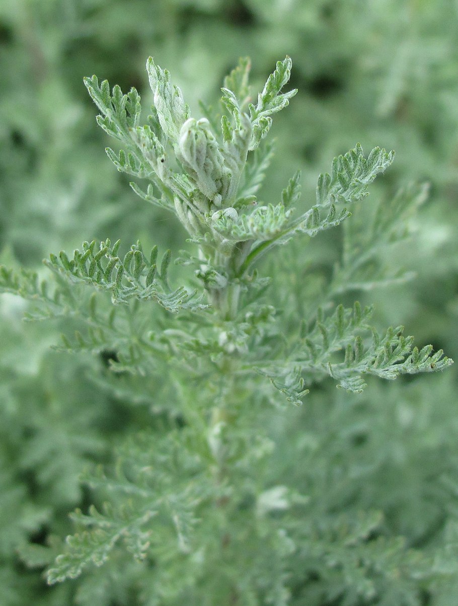 Полынь Понтийская (Artemisia Pontica)