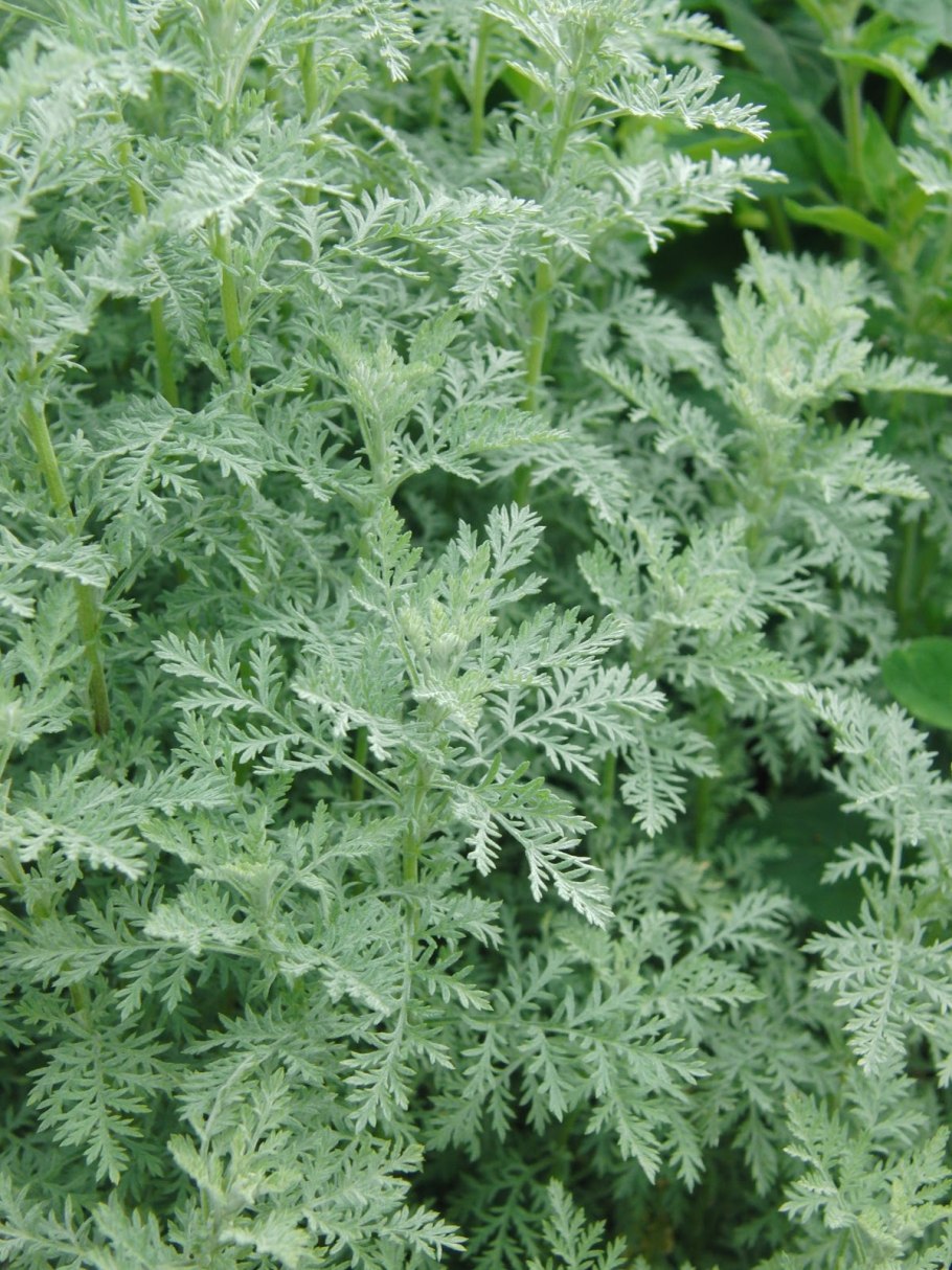 Полынь Артемизия Понтийская