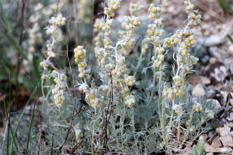 Полынь обыкновенная Artemisia vulgaris l.