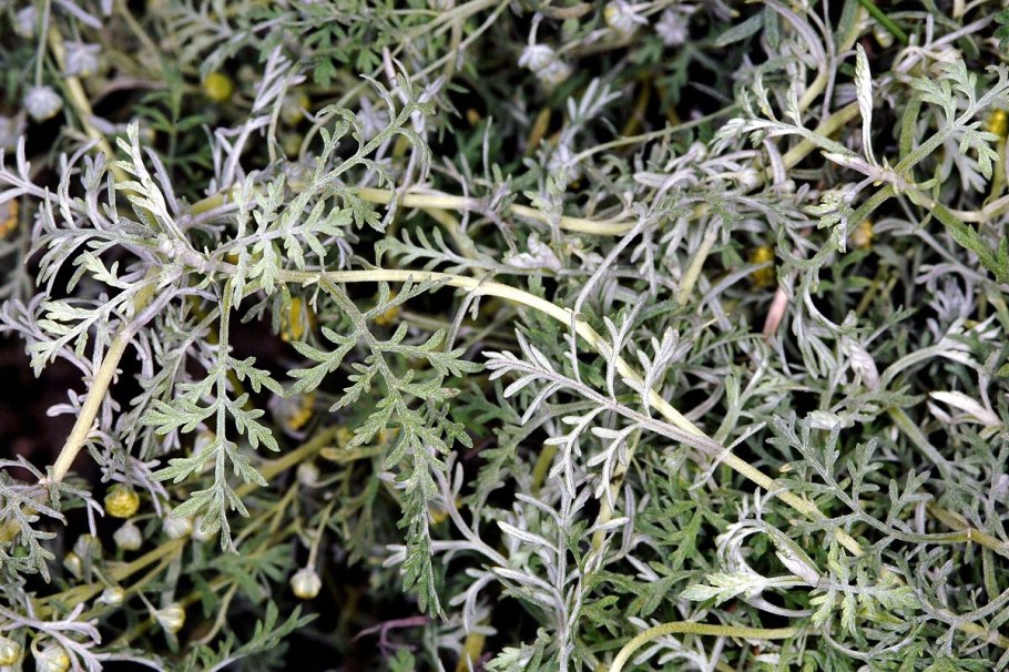 Полынь Дзевановского