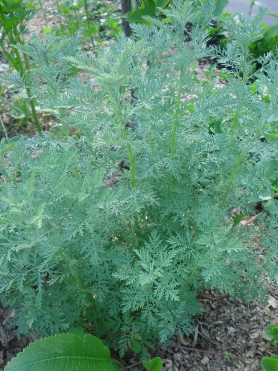Полынь Понтийская (Artemisia Pontica)