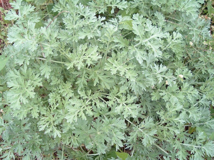 Полынь или Артемизия Понтийская