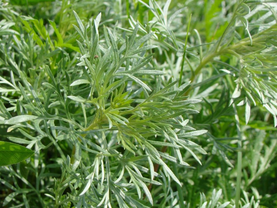 Artemisia absinthium