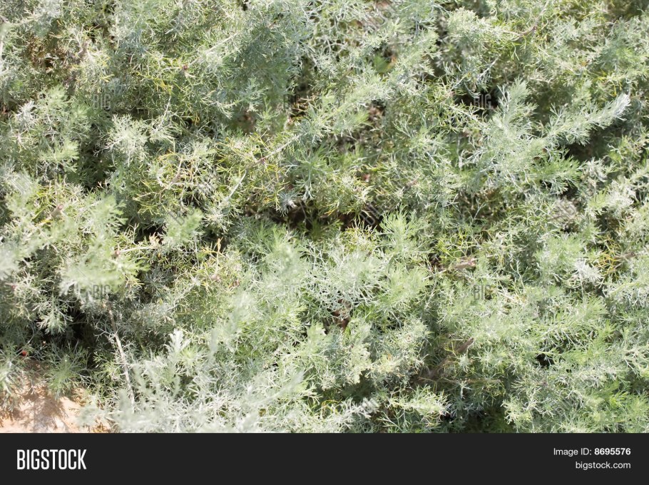 Растение полынь