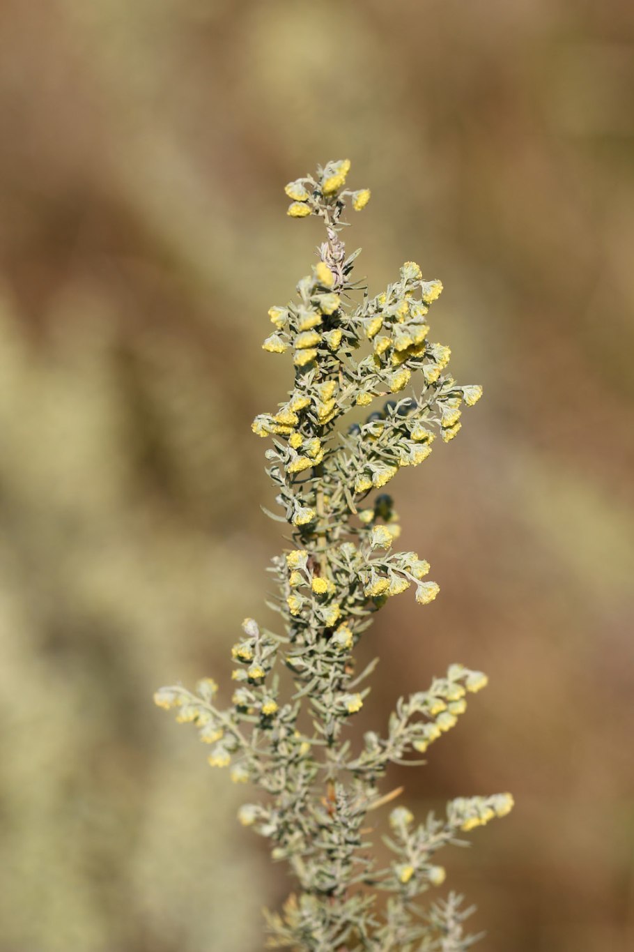 Полынь рутолистная