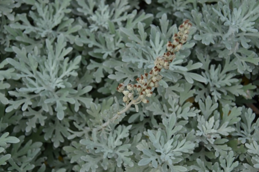 Полынь Artemisia maritima