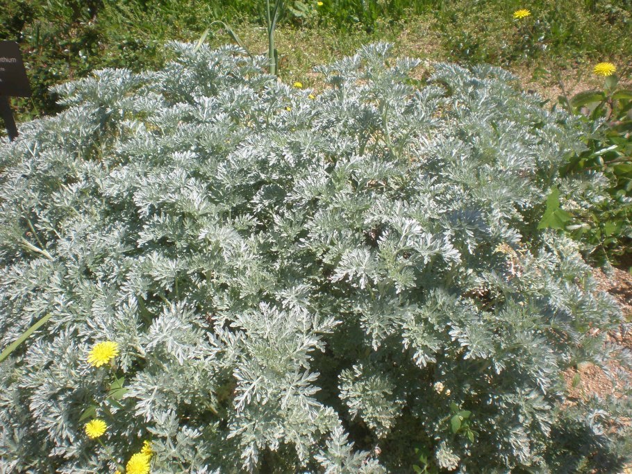 Полынь горькая (Artemisia absinthium)