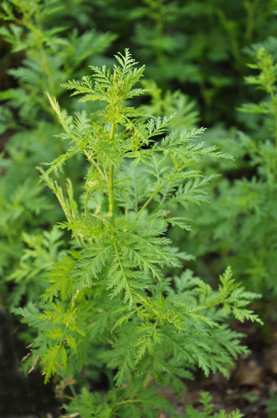 Полынь artemisia annua