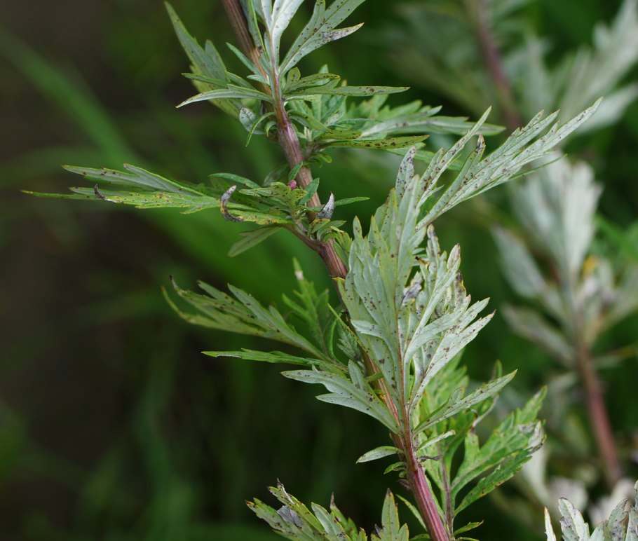 Полынь обыкновенная artemisia vulgaris