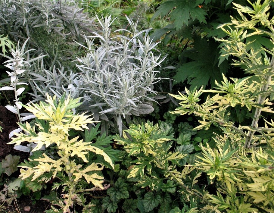 Полынь (artemisia ludoviciana)