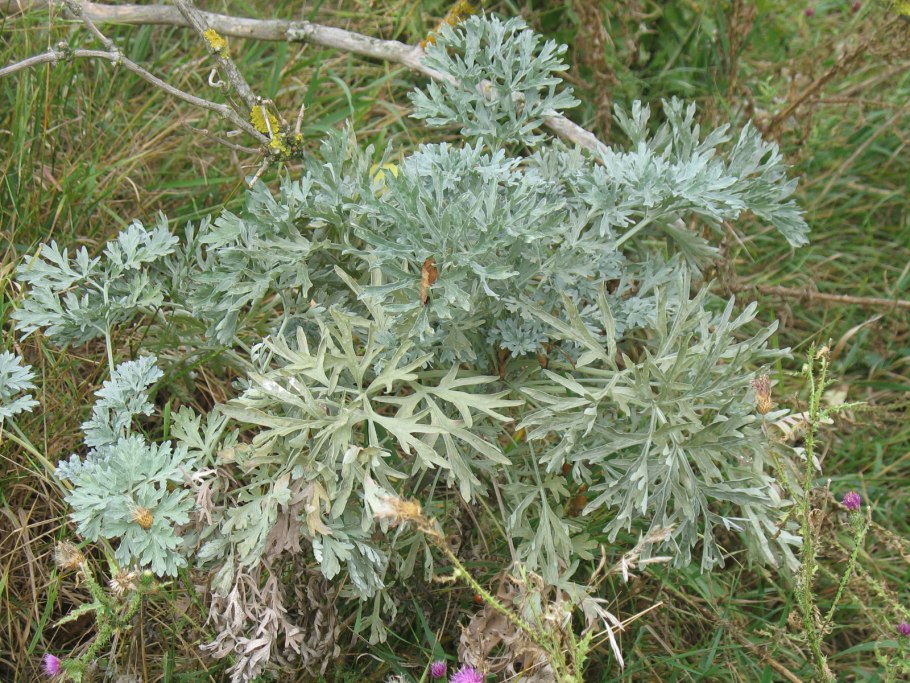 Полынь artemisia arborescens powis