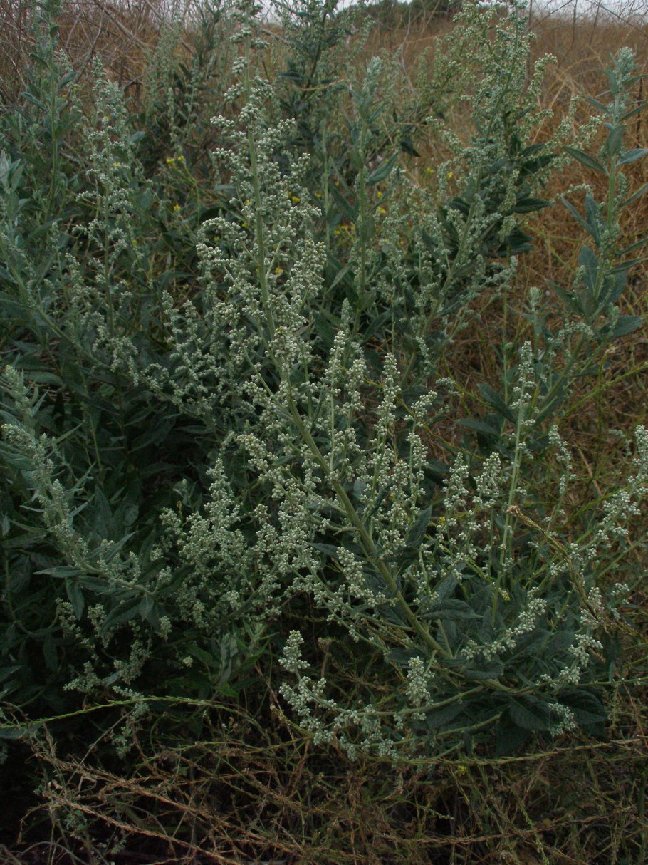 Полынь обыкновенная artemisia vulgaris