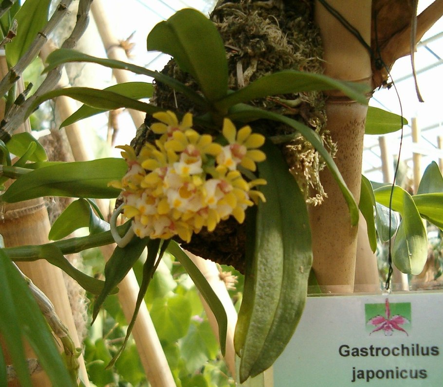 Gastrochilus japonicus уход