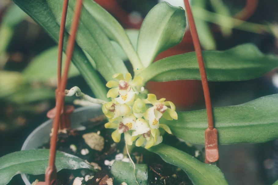 Gastrochilus somai