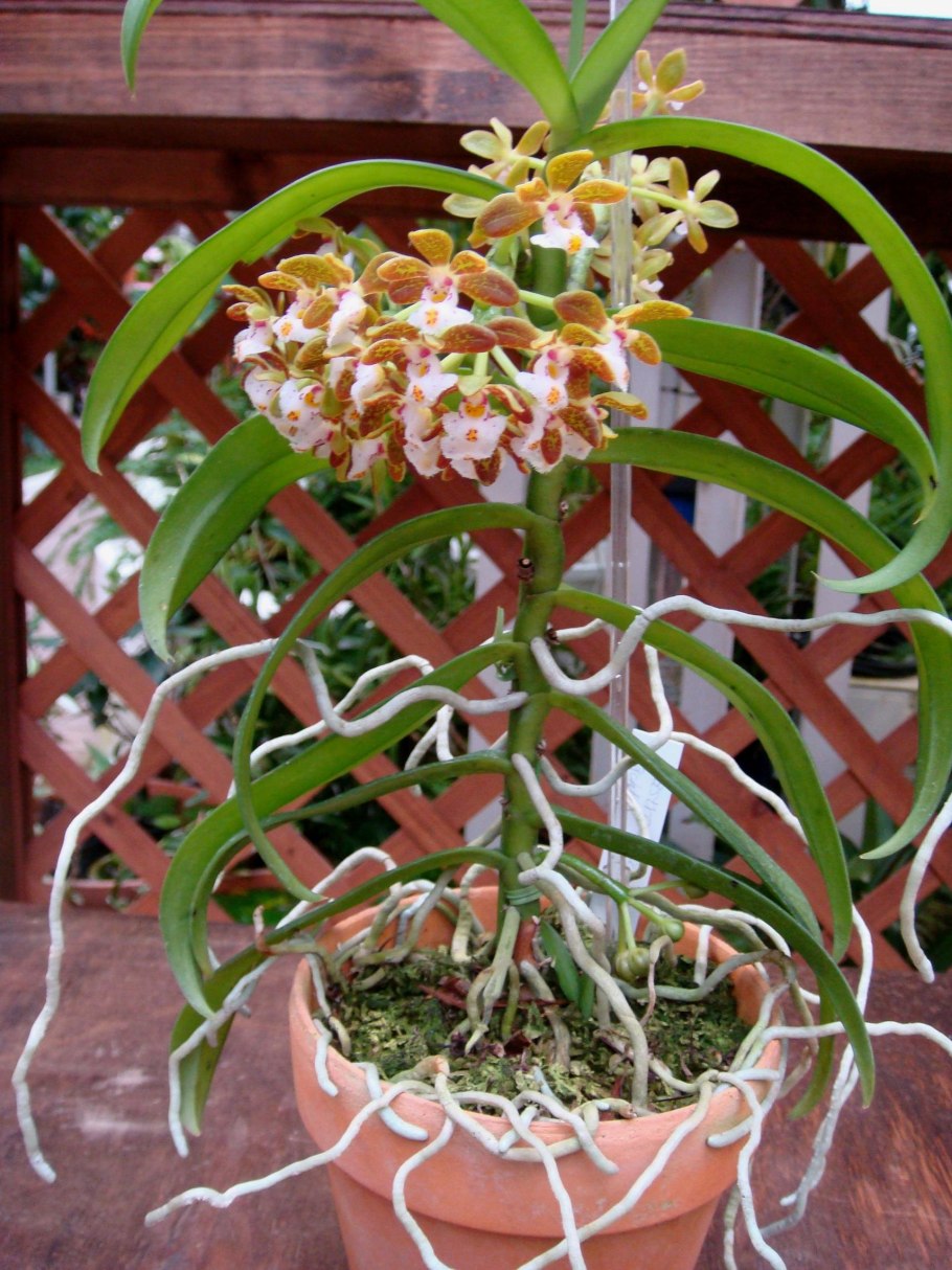 Gastrochilus bigibbus