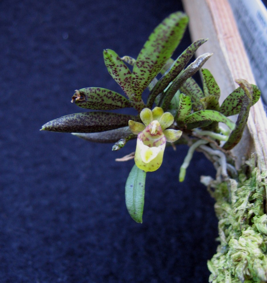 Gastrochilus formosanus