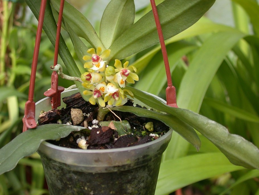 Gastrochilus japonicus