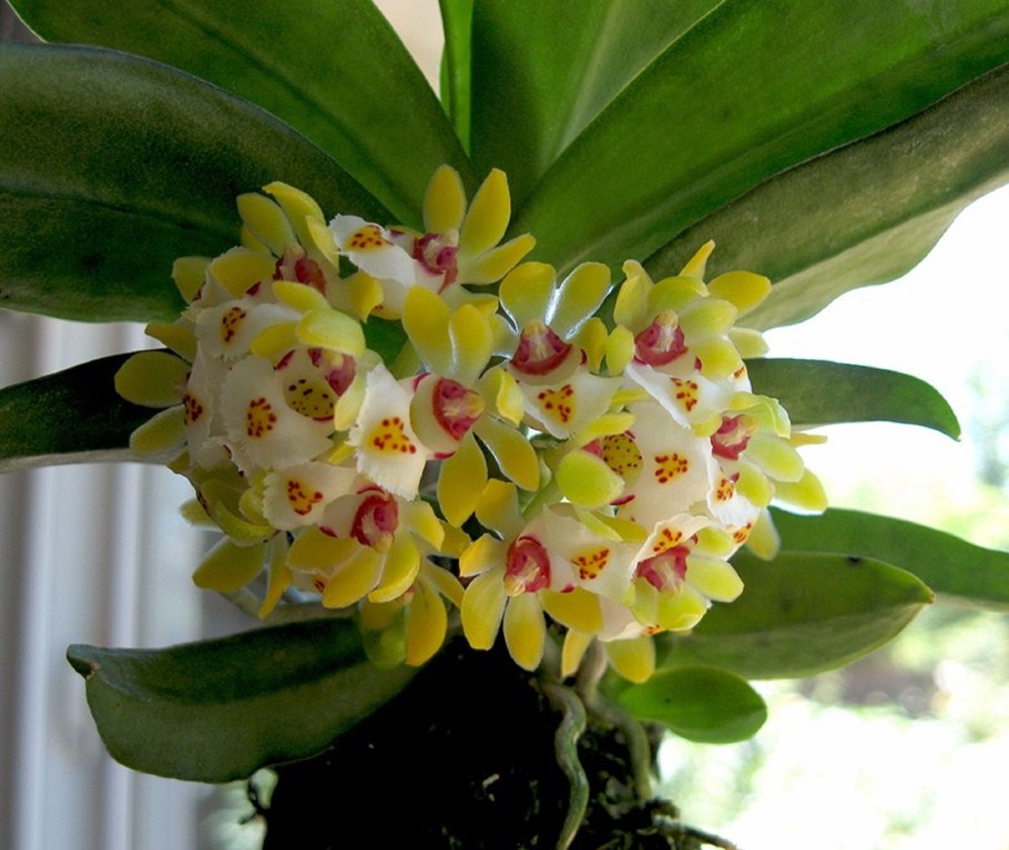 Орхидея Gastrochilus japonicus