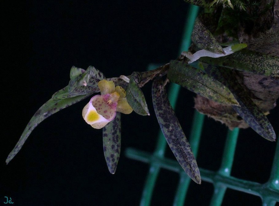 Gastrochilus fuscopunctatus