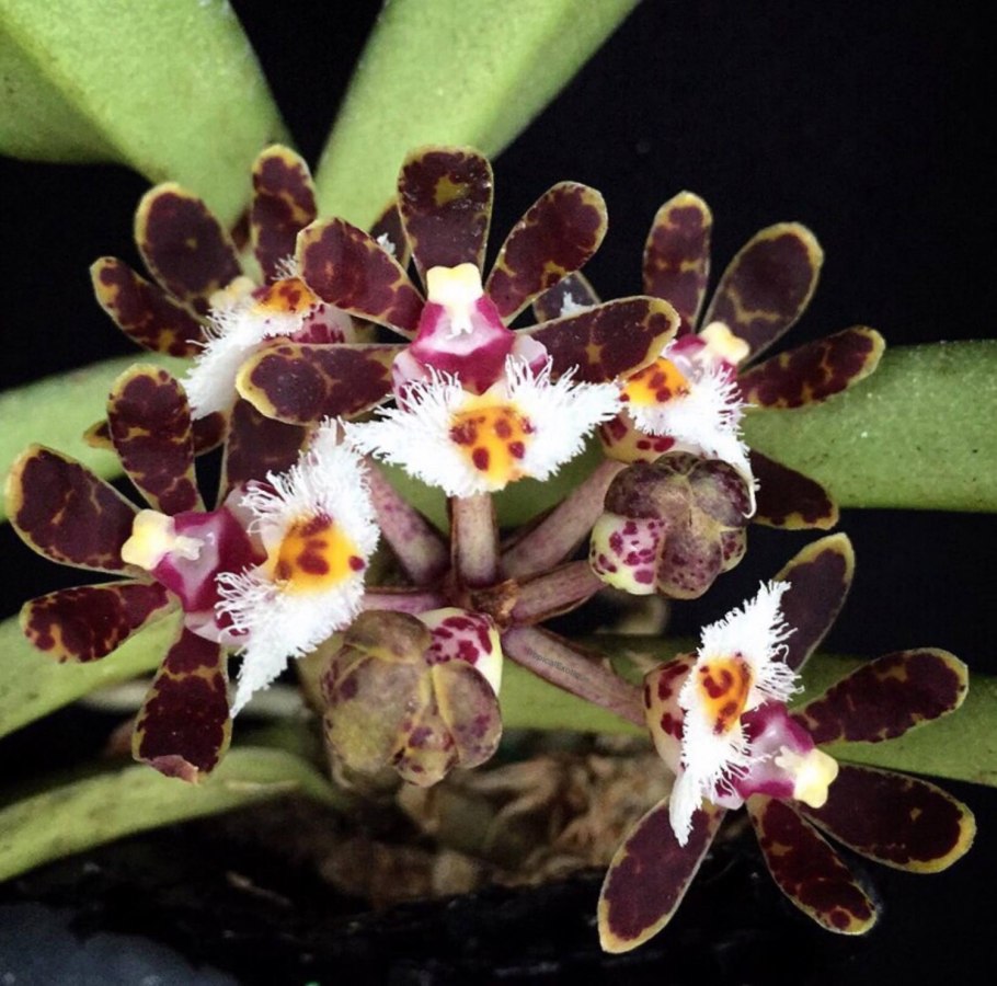 Gastrochilus sororius