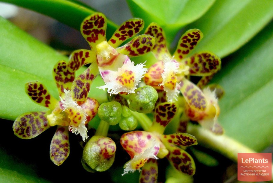 Gastrochilus sororius