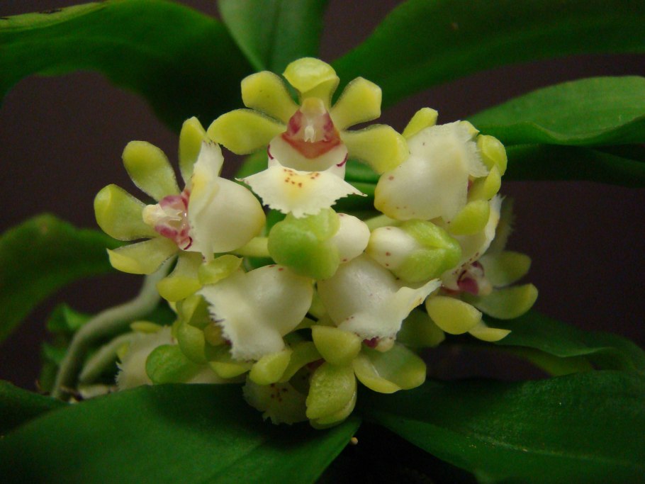 Gastrochilus japonicus орхидея