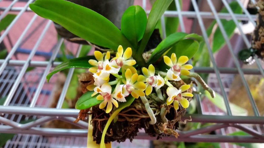 Фаленопсис Gastrochilus japonicus