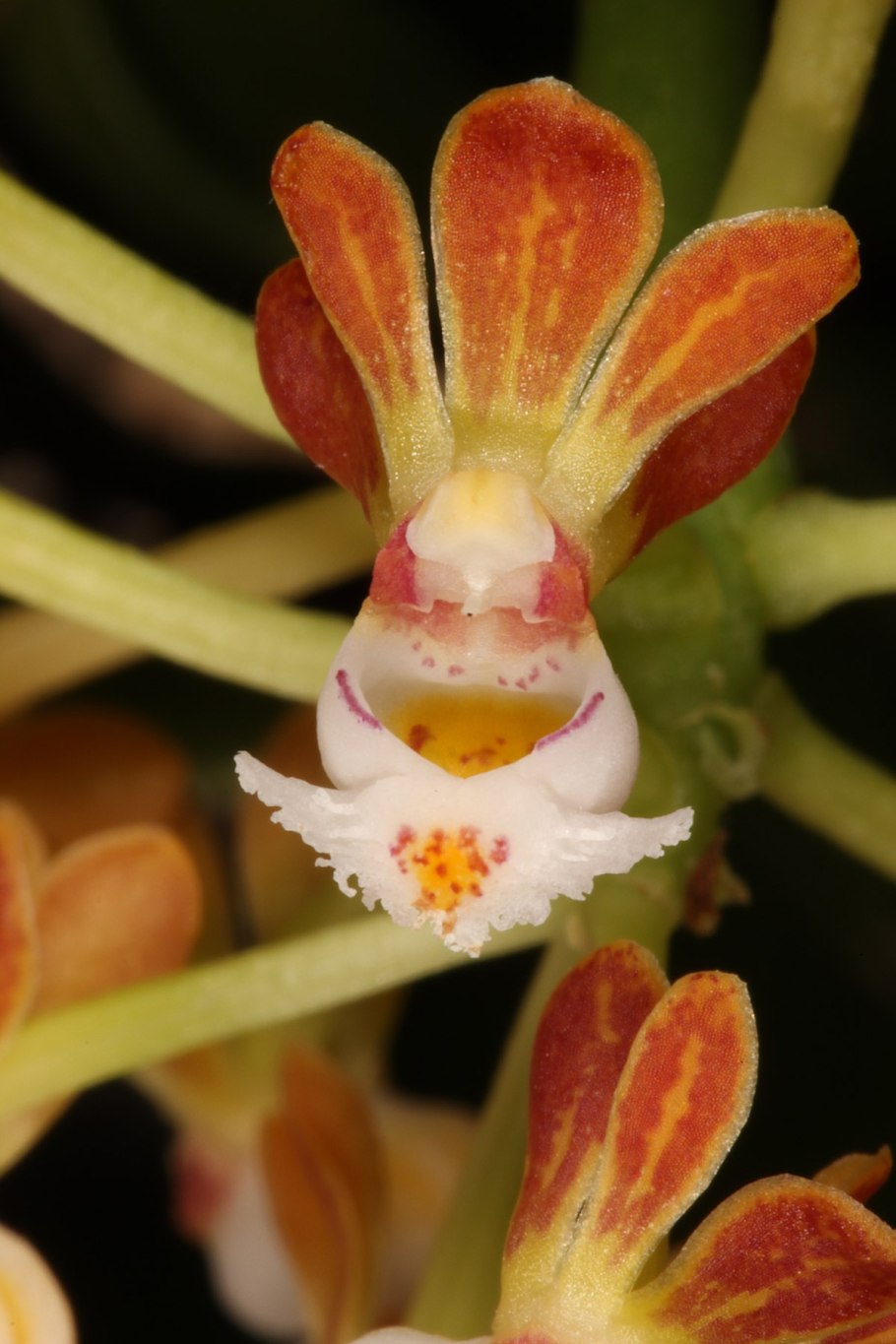 Gastrochilus rutilans