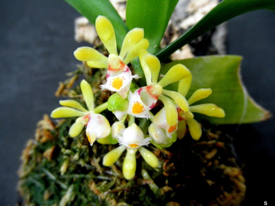 Gastrochilus japonicus
