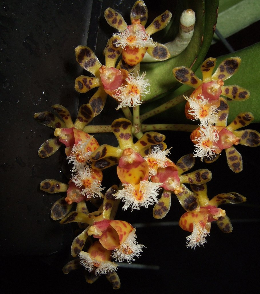 Gastrochilus rutilans