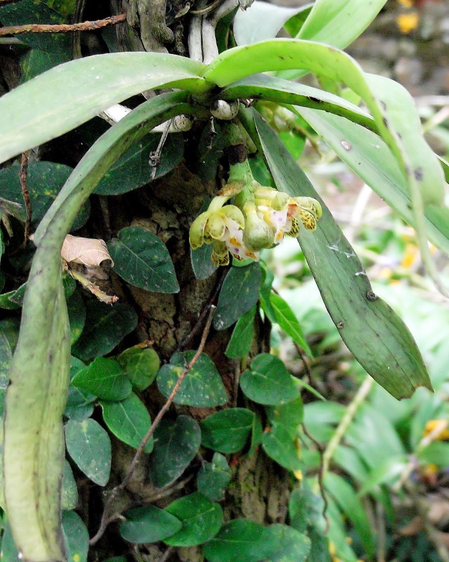 Gastrochilus acaulis