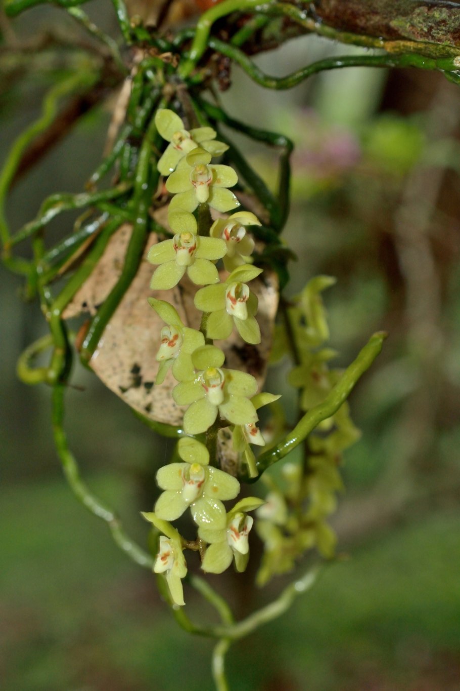 Гастрохилус platycaulis