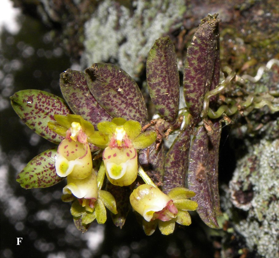 Gastrochilus obliquus