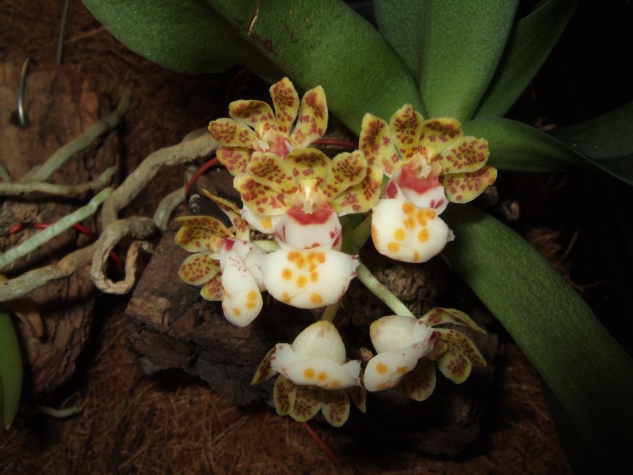 Gastrochilus hainanensis