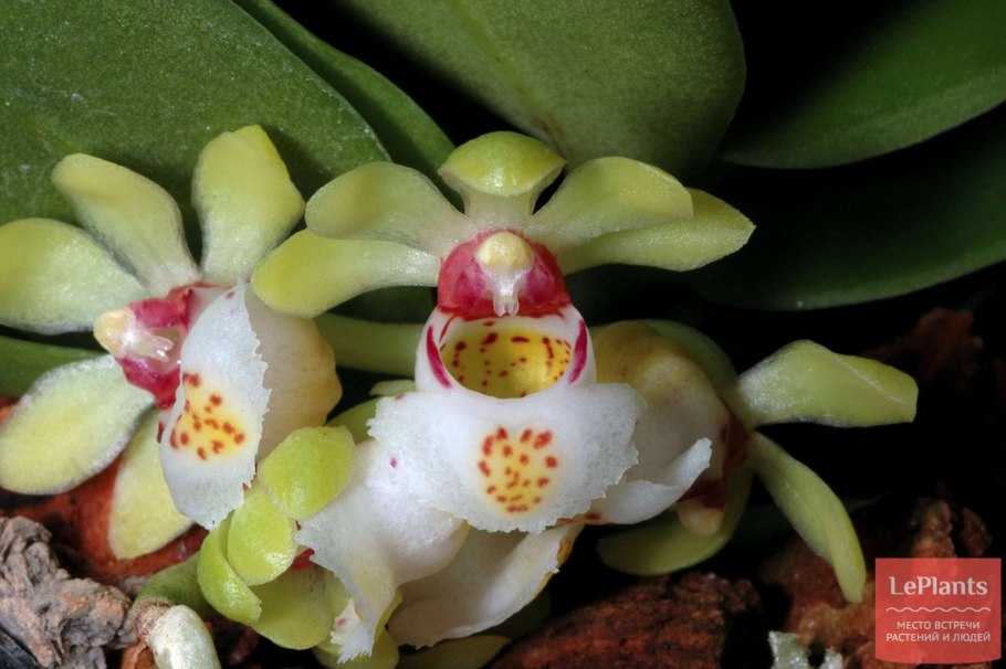 Gastrochilus fuscopunctatus