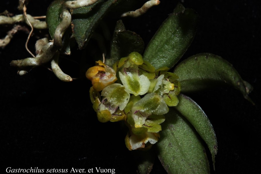 Gastrochilus hainanensis