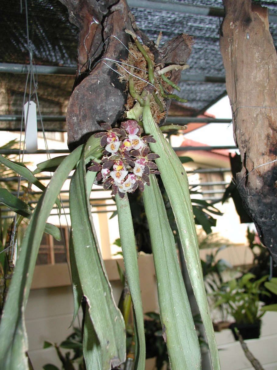 Фаленопсис гигантея альба