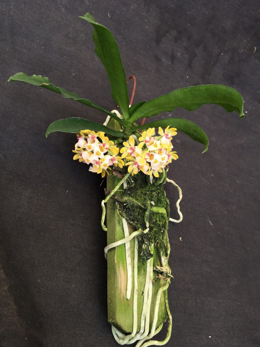 Gastrochilus japonicus орхидея