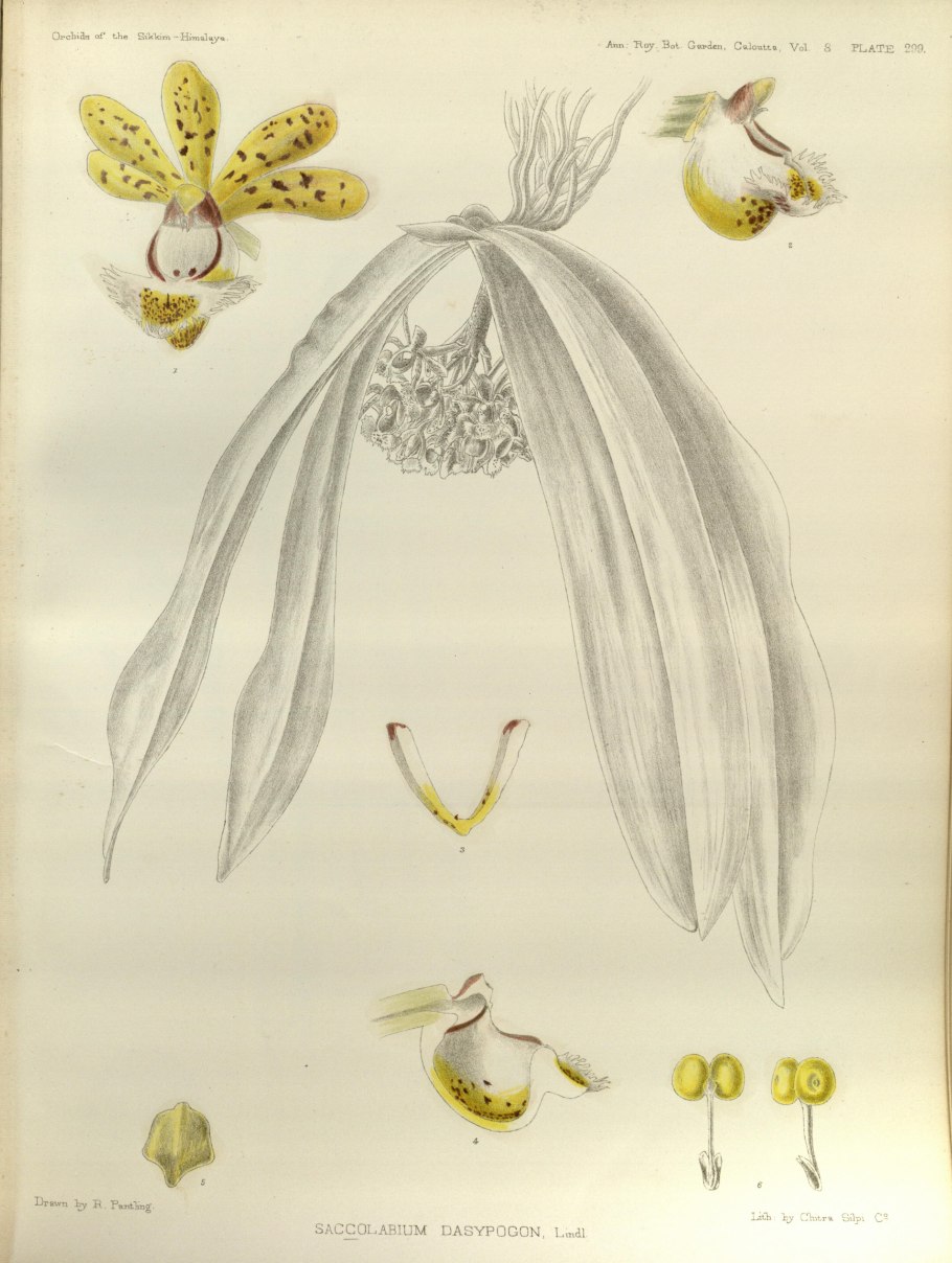 Целогина фонстенебрарум