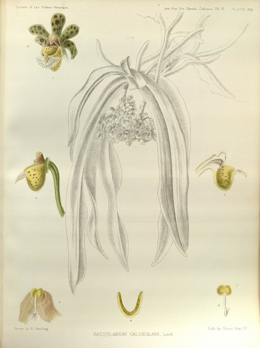Gastrochilus acutifolius