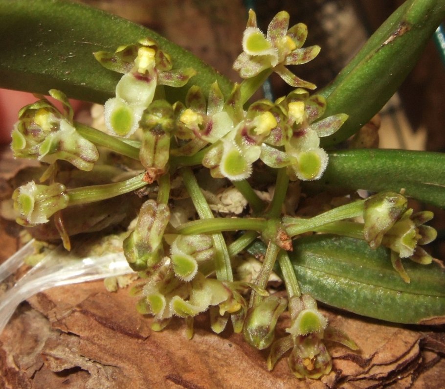 Gastrochilus patinatus alba