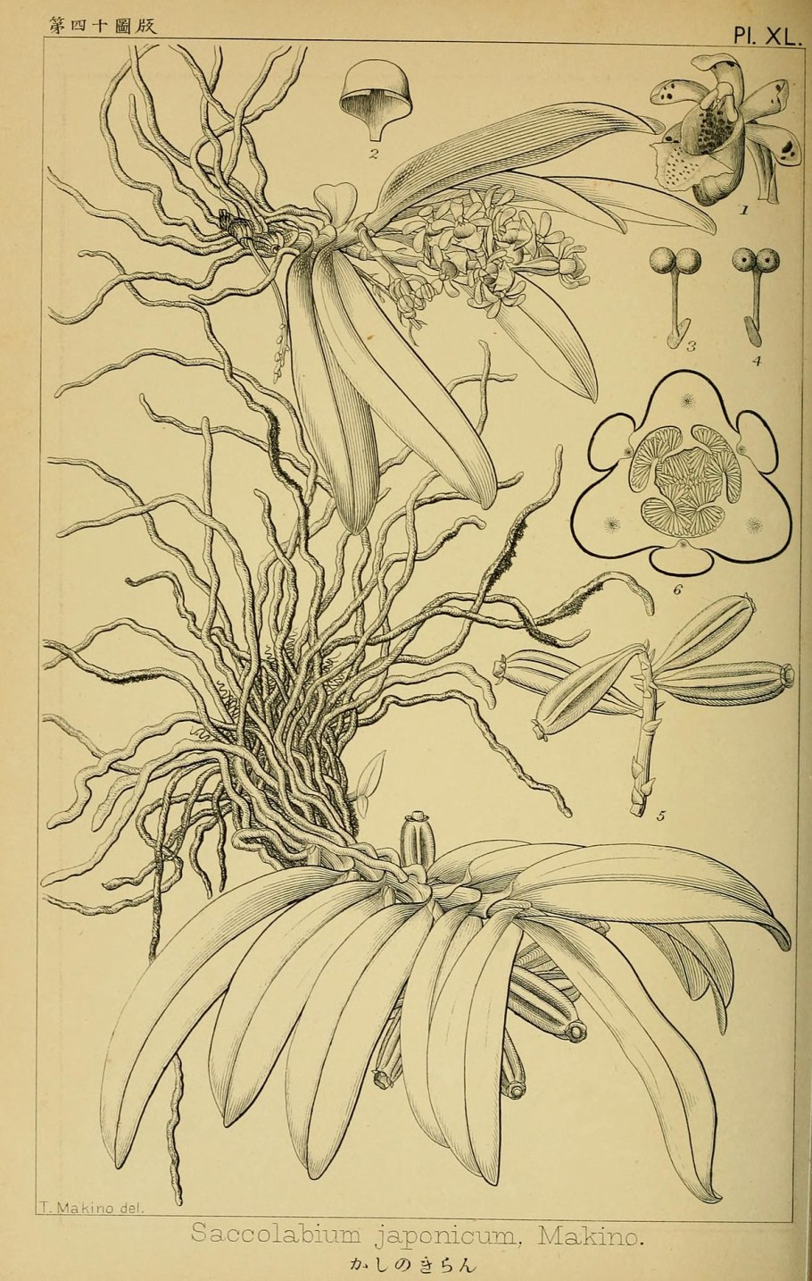 Japonicus рисунок