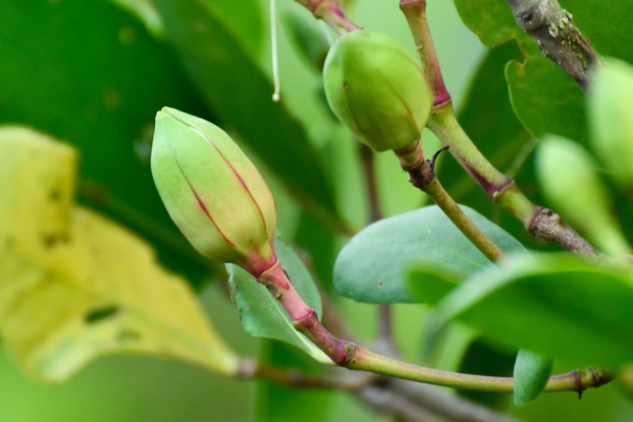 Миртовые (подсемейство)