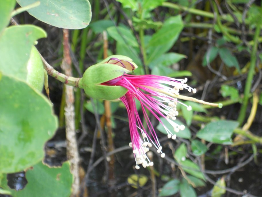 Цветок фейхоа