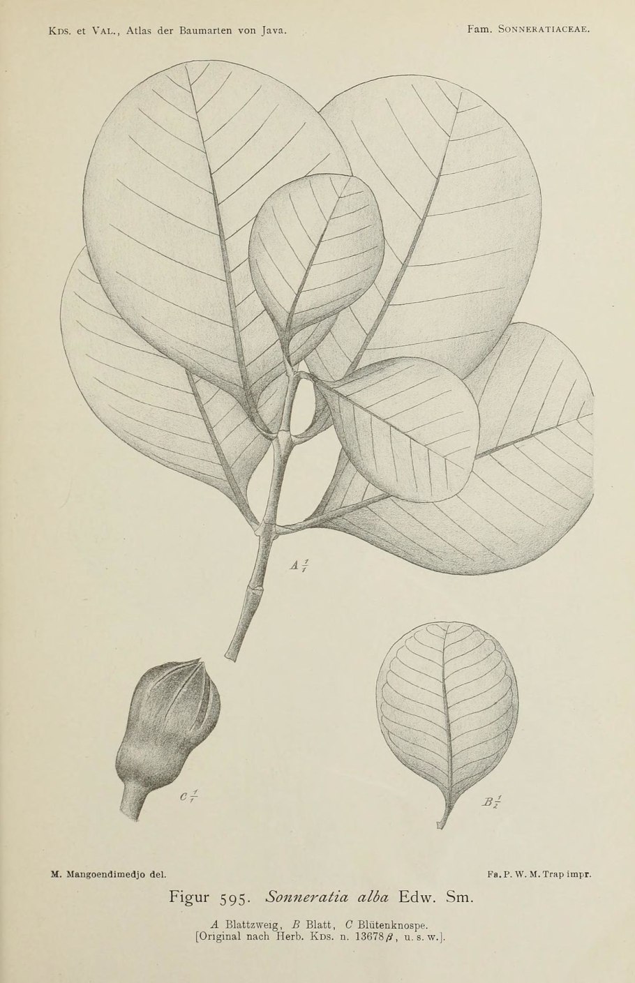 Ходульные корни мангров