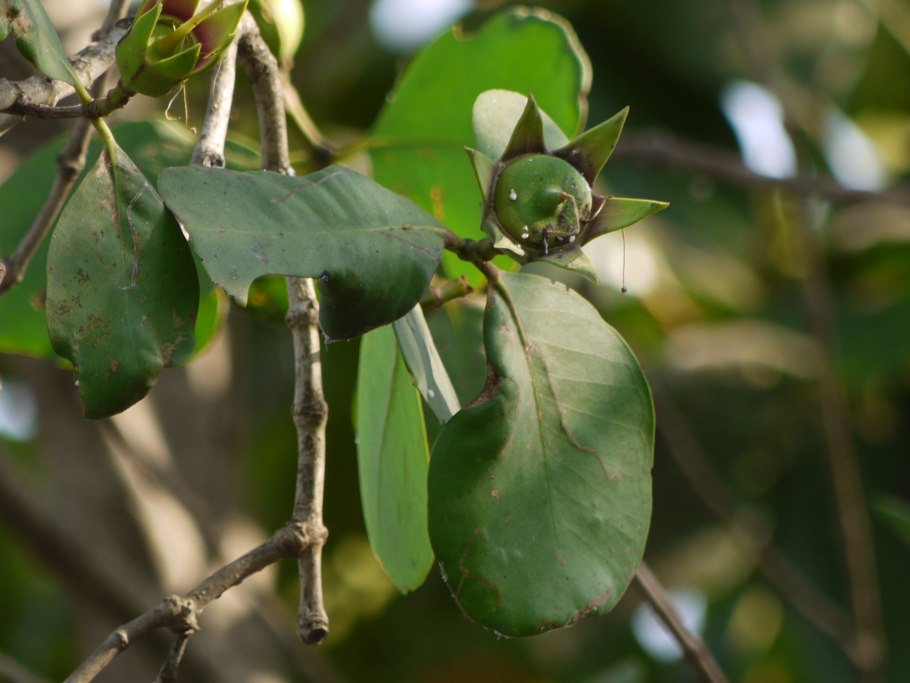 Род Liostrea Douville