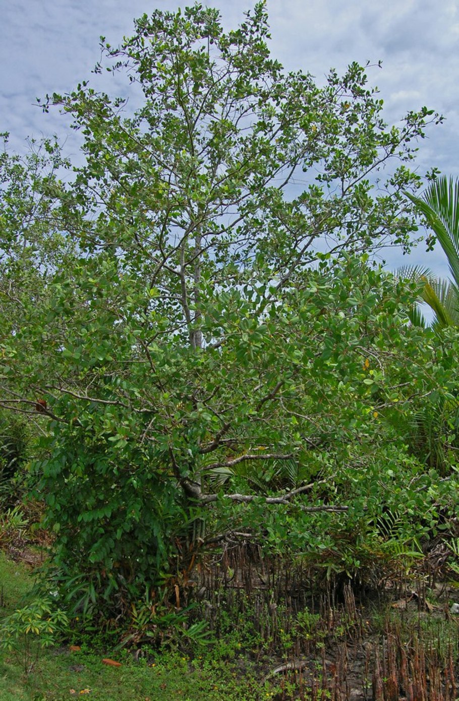 Rhizophora mucronata