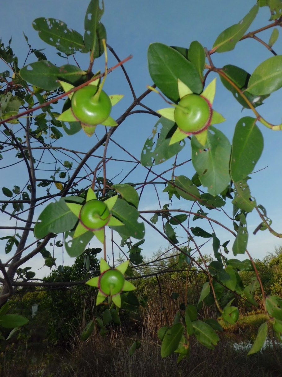 Дыхательные корни пневматофоры