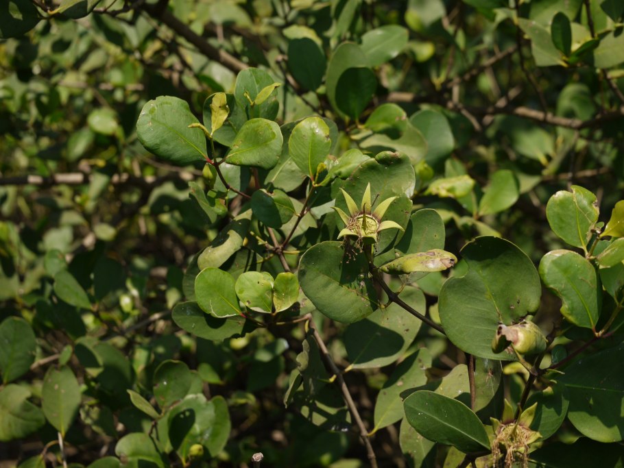 Pterocarpus santalinus