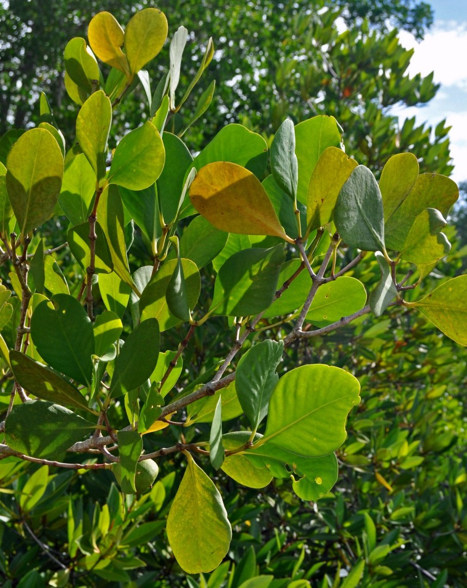 Дыхательные корни пневматофоры